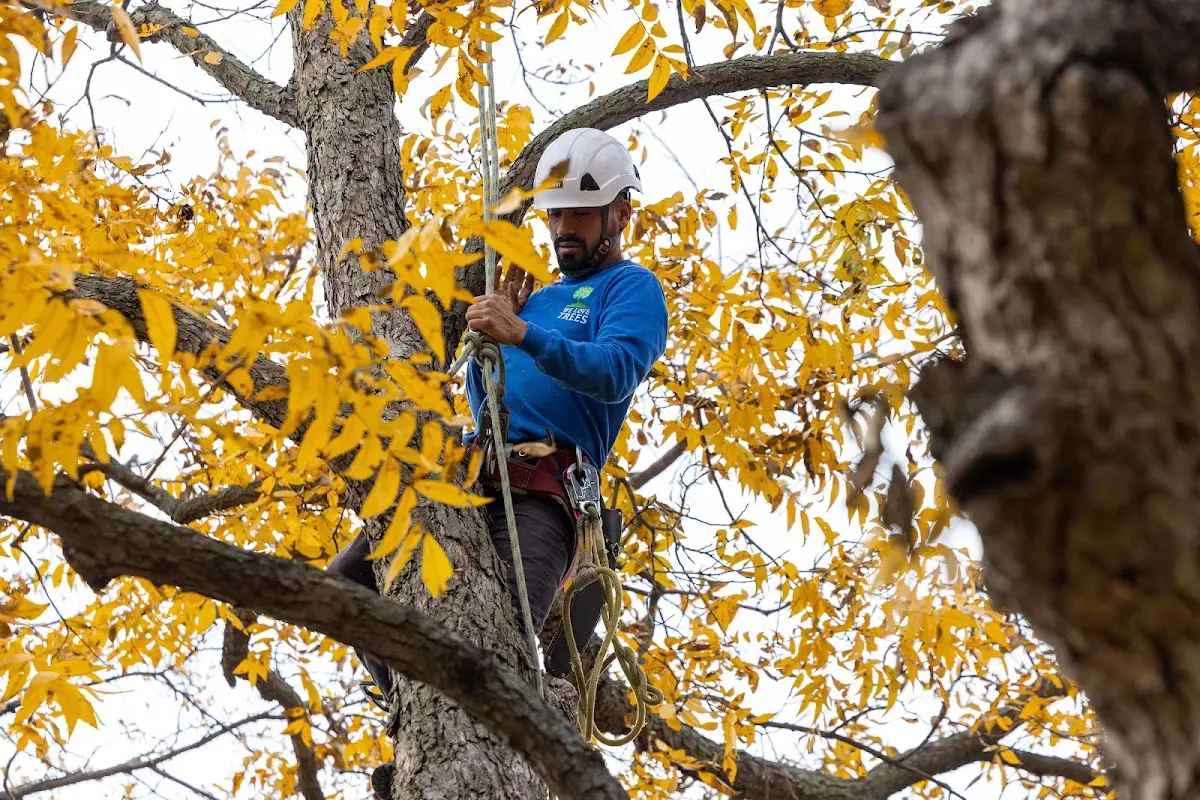 Skilled Tree Planing crew working in Titusville